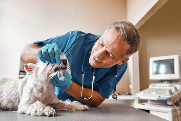 Best Same-Day Emergency Dental Services in Iva, SC